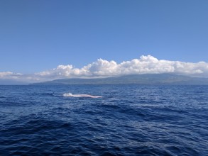 Výlet na velryby